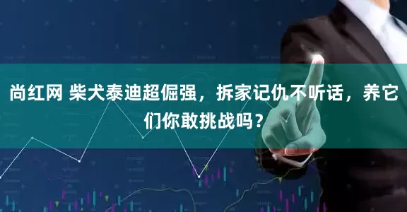 尚红网 柴犬泰迪超倔强，拆家记仇不听话，养它们你敢挑战吗？